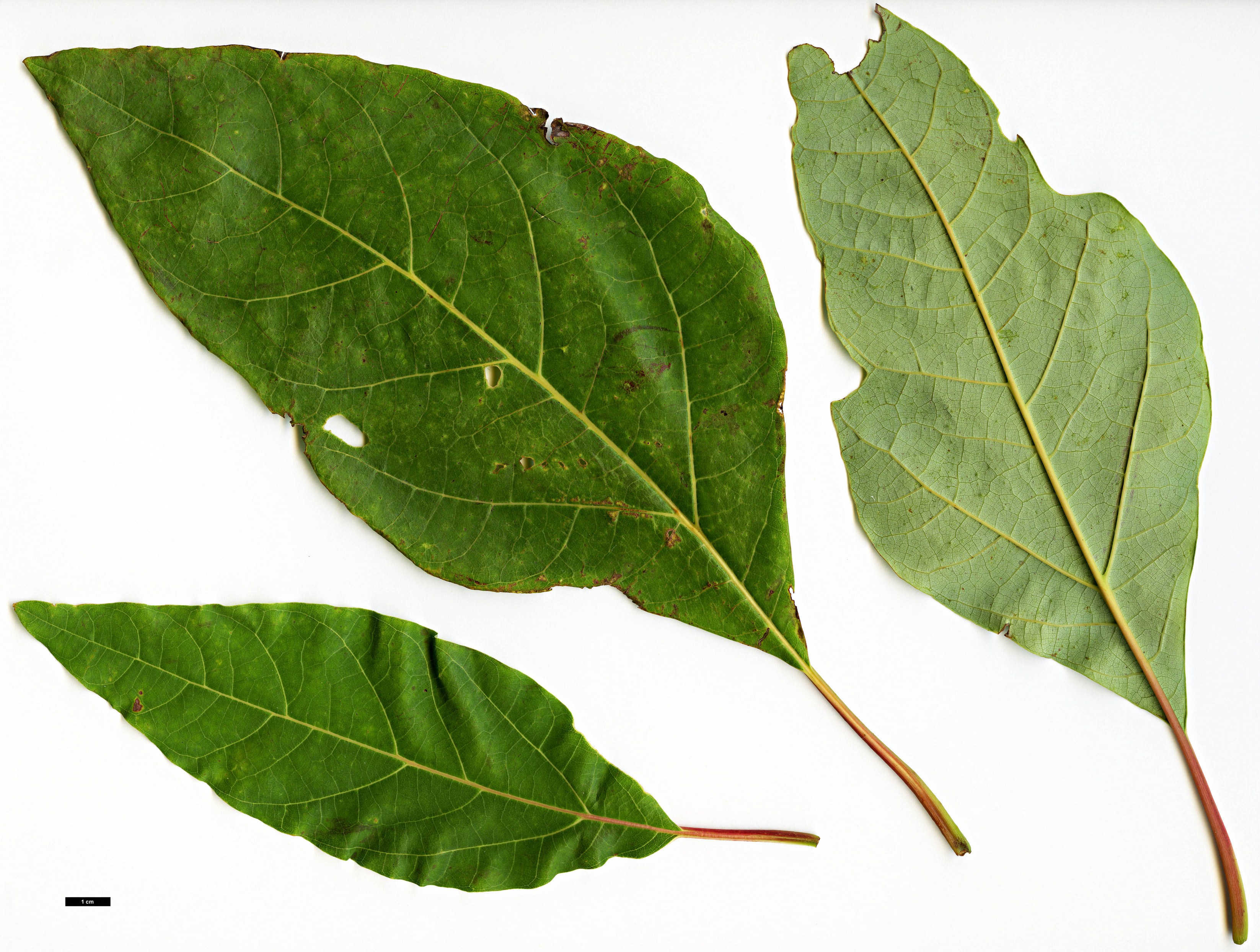 High resolution image: Family: Lauraceae - Genus: Sassafras - Taxon: randaiense